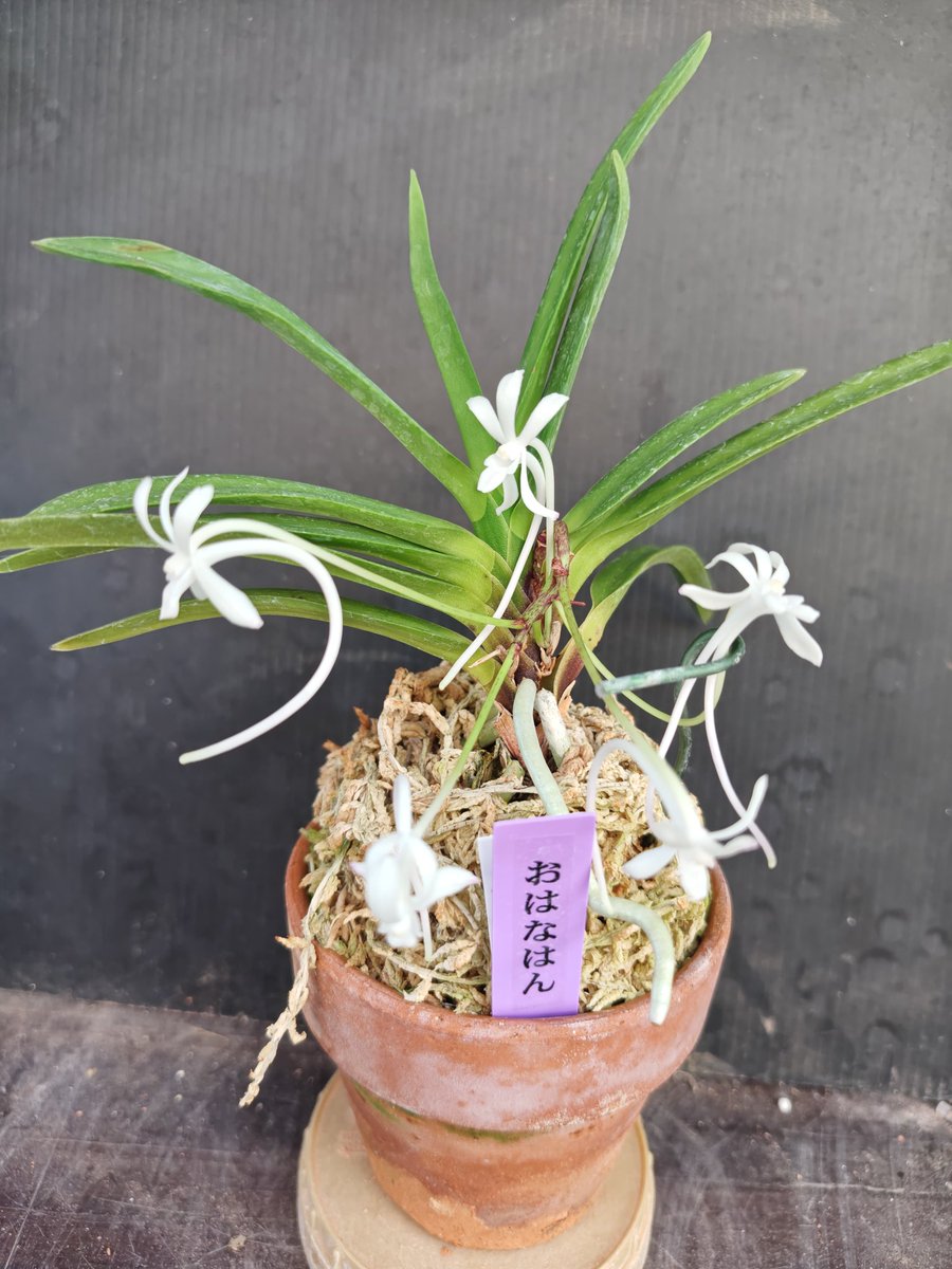 フウラン(富貴蘭)開花。 おはなはん…稀に距が2本の変わり花が咲く