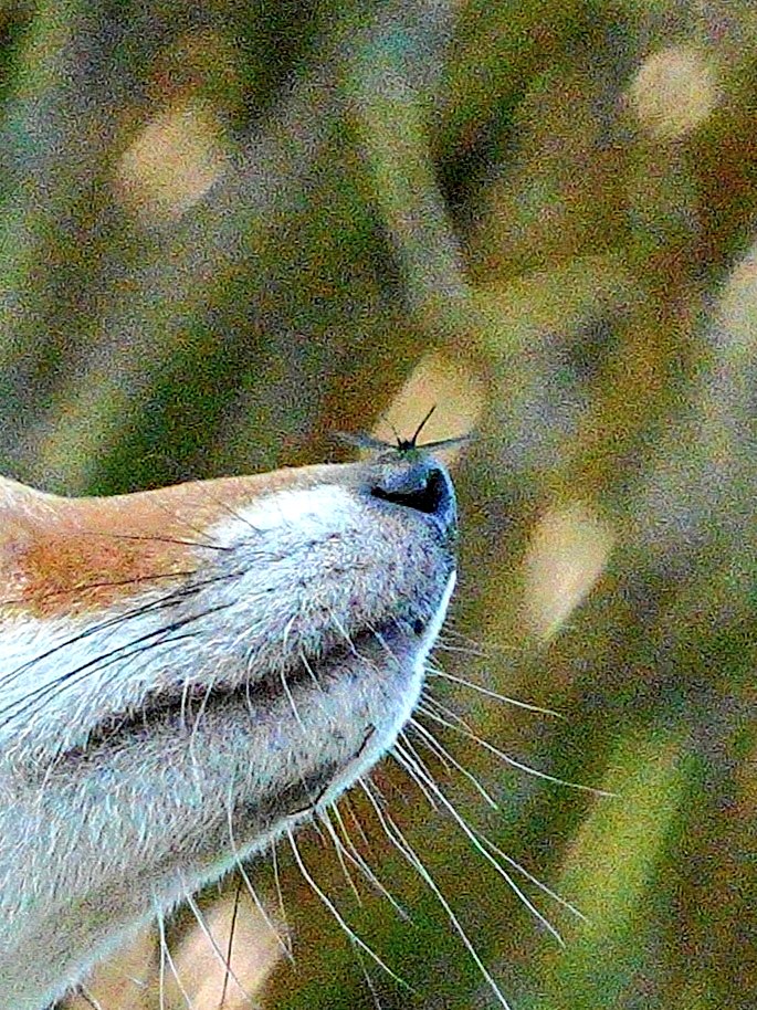 chaff3sai's tweet photo. 十字ギツネのジュージ君の兄弟
コンちゃん🦊が
①何かを見上げている
②蚊🦟が飛んでいた
③④鼻先に停まった😨
（少し拡大してみて😊）
#キタキツネ　#野生動物　#北海道　#naturephotography https://t.co/c4SF8aXGF3