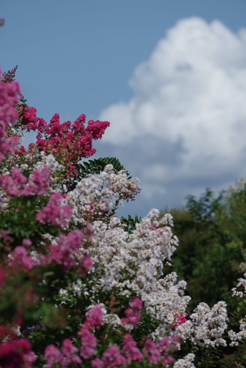 mehrat2's tweet photo. #TLを花でいっぱいにしよう #pentax https://t.co/L9jCsRF3vf