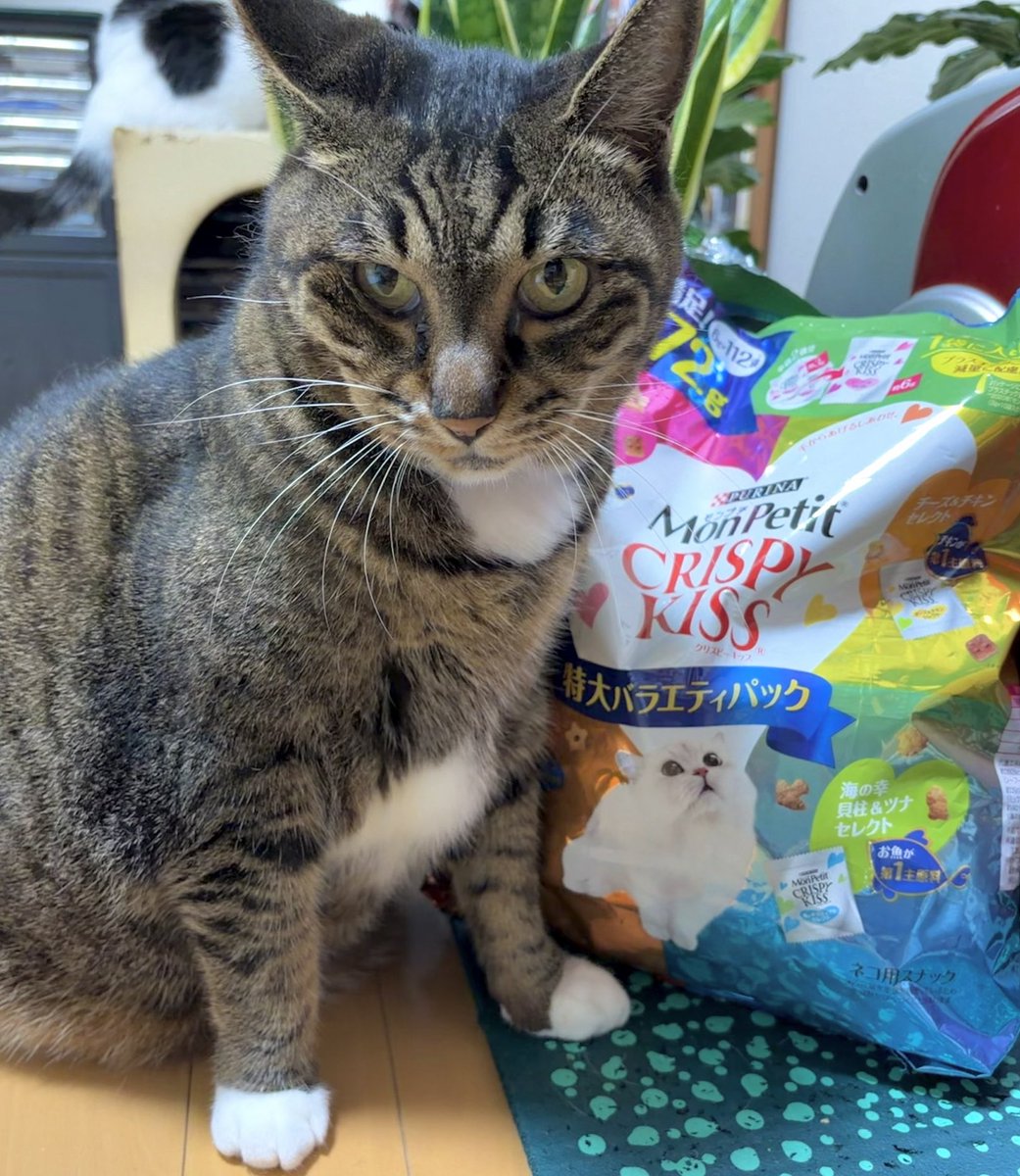 nekozannmaidesu's tweet photo. モンプチは僕が守る！
チーズ&amp;チキンセレクトは絶品さ😋
#猫がいる暮らし　#猫好きさんと繋がりたい https://t.co/34kEchq7f1