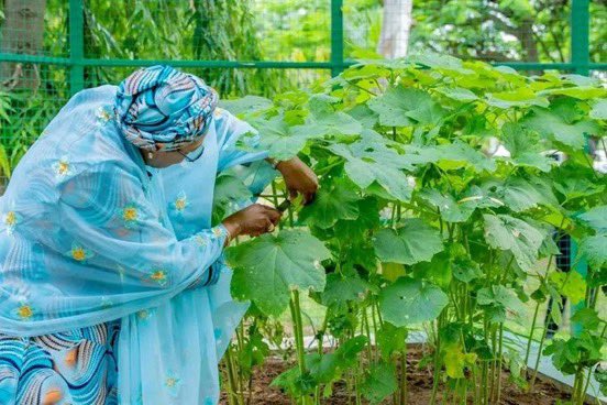 instablog9ja's tweet photo. First Lady, Oluremi Tinubu Harvests Vegetables from Villa Garden, Shares Produce with Staff https://t.co/ndQYnhbCkM