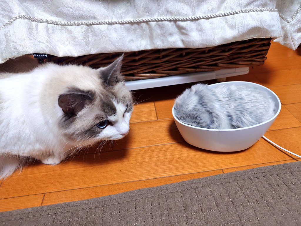anne_saka's tweet photo. モフリンに嫉妬する猫様😇

ちなみにこの子は施設にいる祖母のためのモフリンなんだけど、ちょっと調子悪くて持ってきただけだからすぐにおばあちゃんの所に帰るから…猫様安心して😅 https://t.co/C1X7n3gp4D