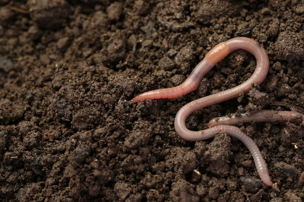 zubiqo's tweet photo. JUST IN: 🌍 California dairy farms are adopting worm-based biofilters to dramatically reduce livestock manure pollution.

The vermifiltration system developed by Chilean company BioFiltro uses earthworms and wood chips to treat cattle waste slurry.

Eight BioFiltro systems currently operate on US dairies, with another 16 under construction or scheduled for next year.

California has funneled more than a billion dollars to farms through an initiative promoting the adoption of these cleanup methods.

Manure management accounts for 1.6% of greenhouse-gas emissions in the US and about 10% of the livestock industry's climate contributions globally.

"California daily farmers are constantly facing more and more regulation. This makes me excited, because it shows how we are part of the solution." — Anthony Agueda.

Industrial dairies are dumping worms into wood chips because complex high-tech filtration options cost too much to satisfy state regulators.