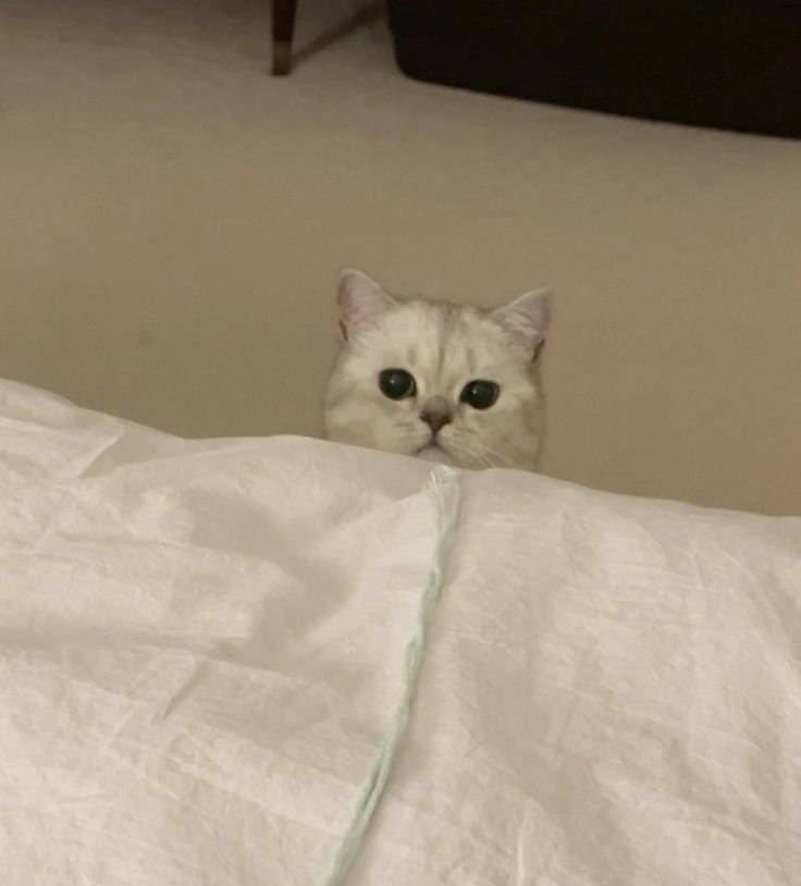 wHaTdah_Hell's tweet photo. แคสกี้ทามยัย🫳🐱 https://t.co/VZxEAdFn0v