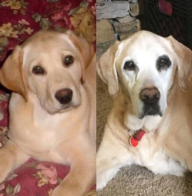 Beyond_theleash's tweet photo. 15 years later and still the prettiest girl!❤️ https://t.co/dbfQWx3o7H