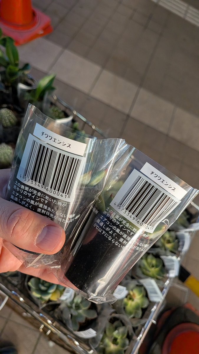 kasckee's tweet photo. チワワ…チワワ…チワワ… https://t.co/0FLZW1Vt9E