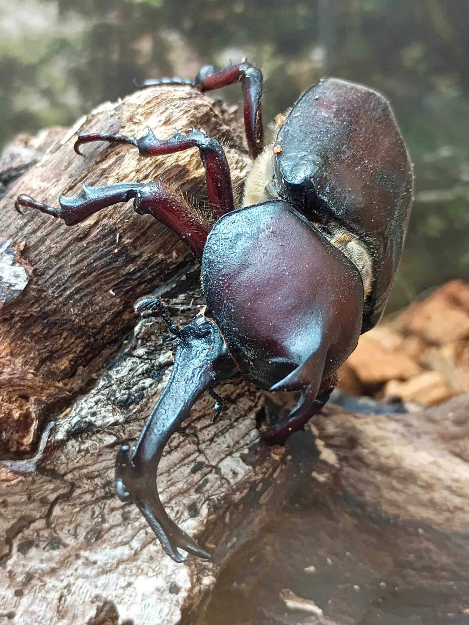 足立区生物園 on X: 
