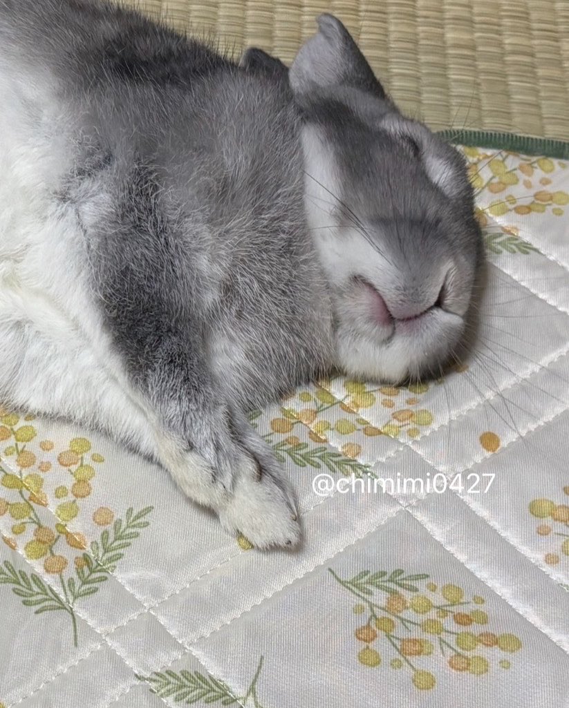 chimimi0427's tweet photo. 🐰うさぎのみんなが安心してすやすや眠れますように🎋🌟

#うさぎ
#七夕 https://t.co/C1ENLR1bKk