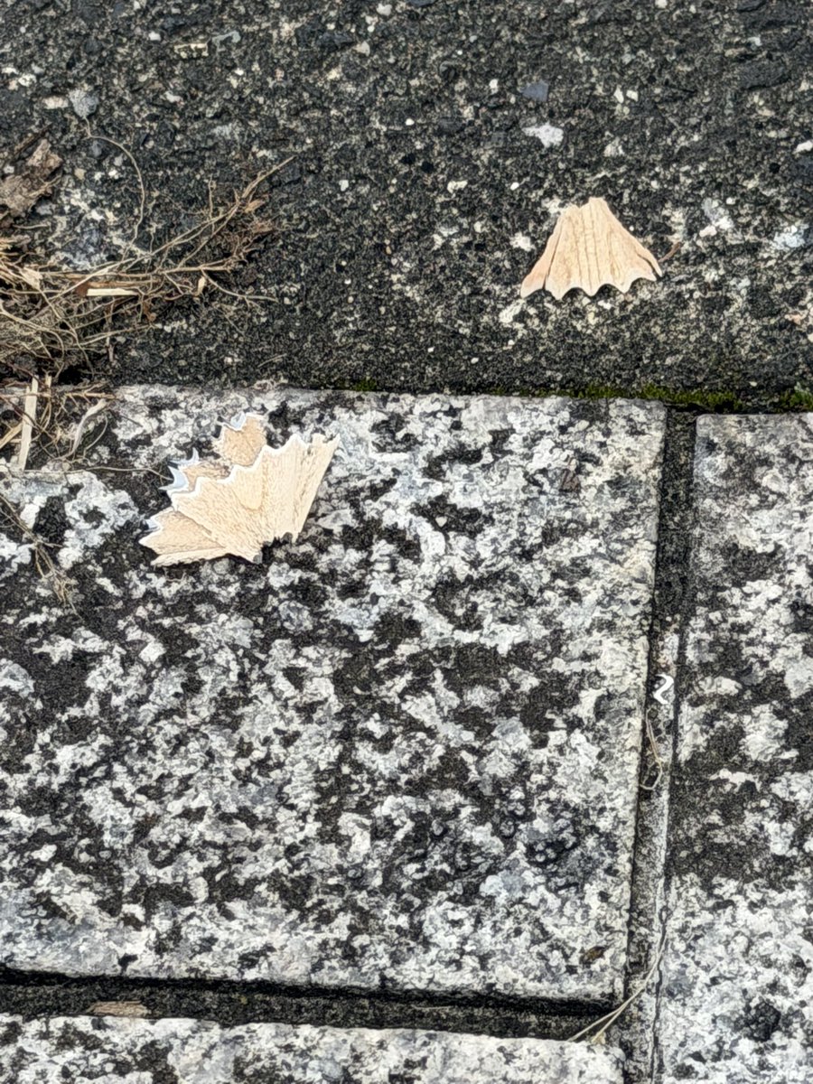 shichibri's tweet photo. ？？
ここで鉛筆✏️削りました？
ここで削っても良いと思いますが、どうかゴミはお持ち帰り下さい！ https://t.co/RYI0rx8Rvk