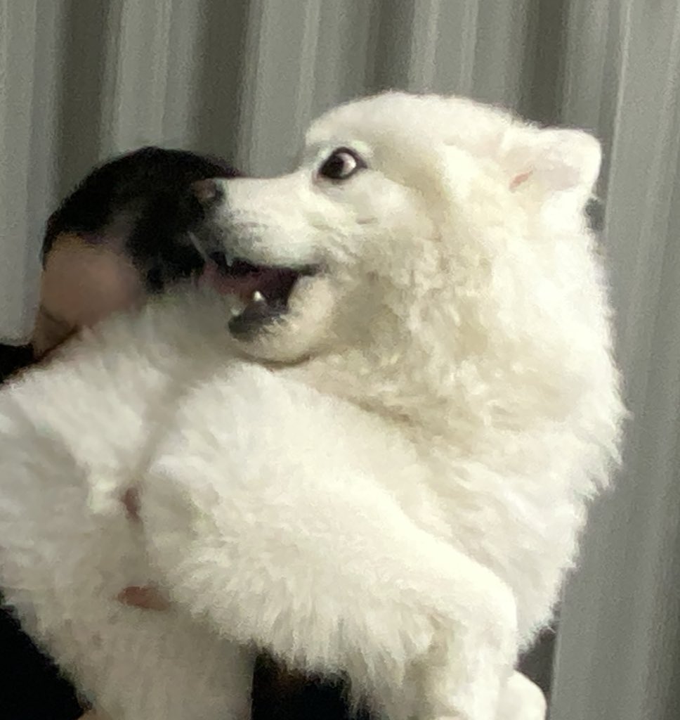 hamataro11chan's tweet photo. いつもはパパの抱っこで、ママに抱っこされるの当然じゃない25kgの大型犬はママに抱っこされて「びっくり」の顔する https://t.co/qn2feARNXr