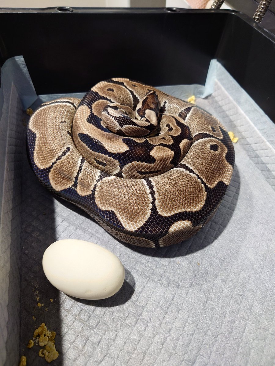 isopp_ball's tweet photo. 2026 4thクラッチ🥚
アザンhetクラウン×クラウンhetアザン
アザンクラウン計画第2弾！期待のメスもきれいな有精卵8個産んでくれました。2ヶ月後みんな無事に出てきてください🙏 https://t.co/zdHA4AeNOg
