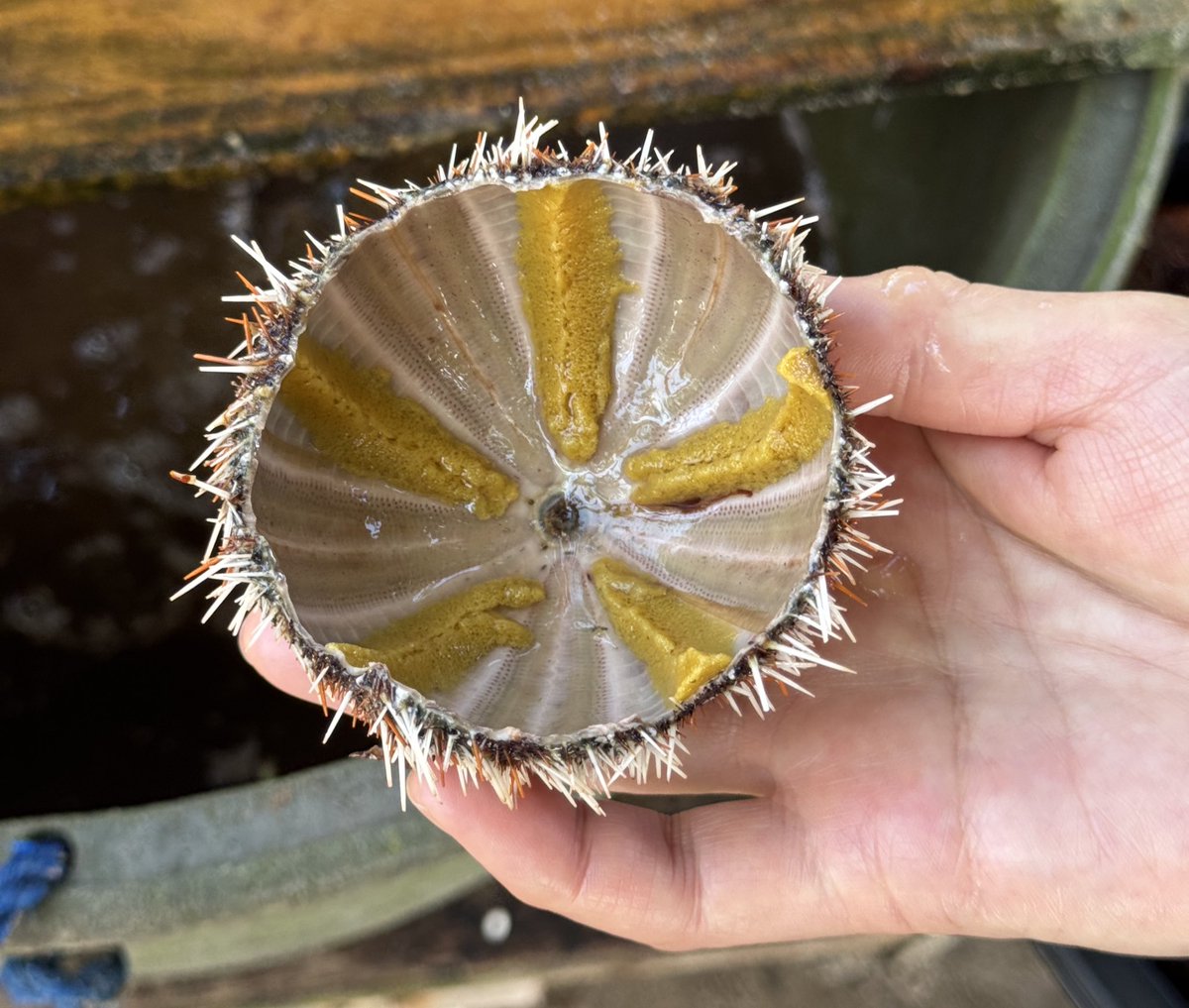 ai_tf_425's tweet photo. 東側のビーチでウニ（sea urchins）売ってた
採れたてのウニにカラマンシーかけて食べるの美味しかったな〜 https://t.co/jFtNQDto0c