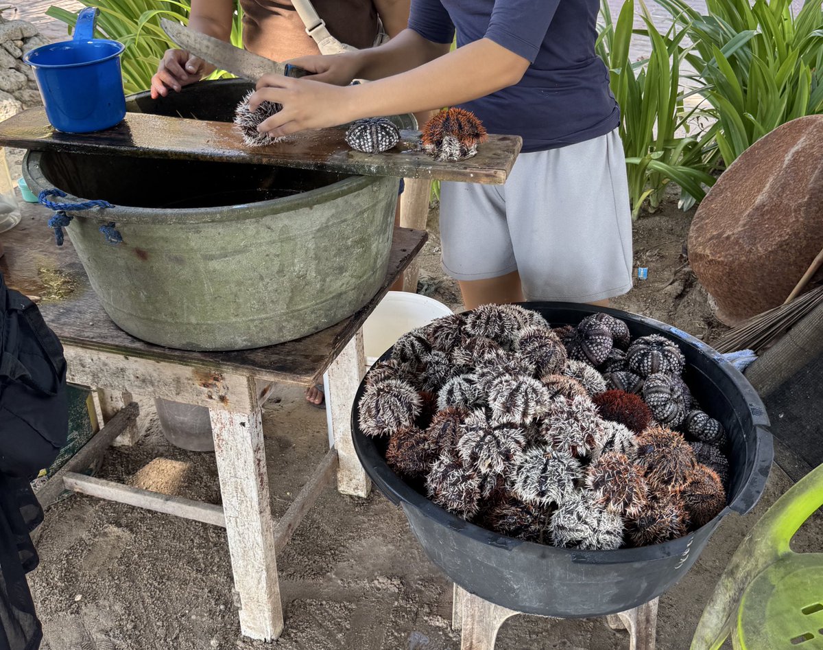 ai_tf_425's tweet photo. 東側のビーチでウニ（sea urchins）売ってた
採れたてのウニにカラマンシーかけて食べるの美味しかったな〜 https://t.co/jFtNQDto0c