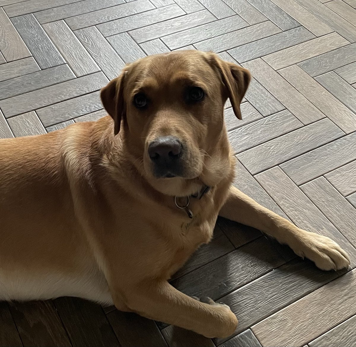 MikeSouthWestUK's tweet photo. “Omg you’re back I was so worried I love you you’re my best friend don’t ever leave me again I love you so much”

Let me explain:

I’ve spent A LOT of time at home just me and my best (canine) mate, my dog, due to illness. 

And he’s a happy, confident, loveable dog with a great temperament. 

But if I get up to go to the toilet, he’s like “where you going, when you coming back?”

And when I return he’s so happy it’s like Christmas Day every-single-time

Be kind to dogs 🐶