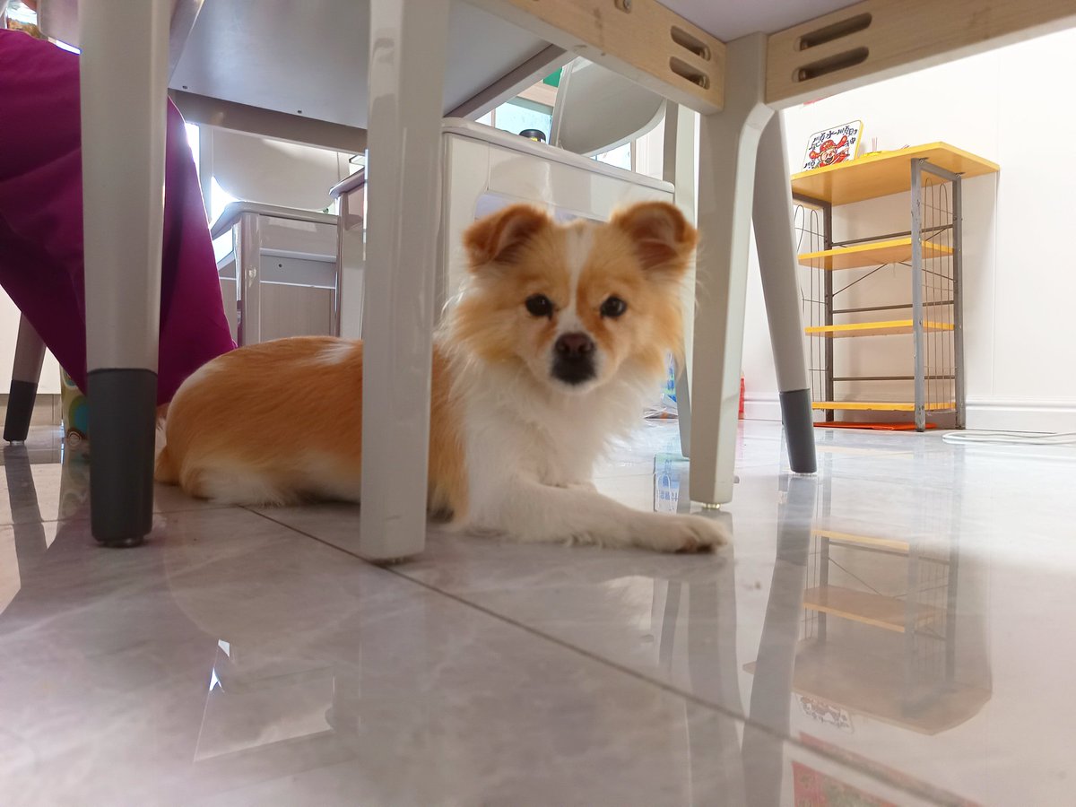 fu_de86350's tweet photo. 🐶 https://t.co/xPgJey8UIu