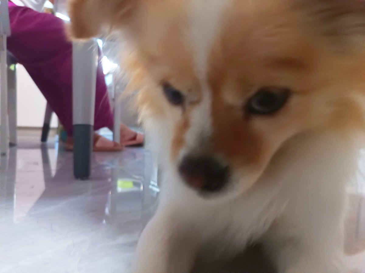 fu_de86350's tweet photo. 🐶 https://t.co/xPgJey8UIu