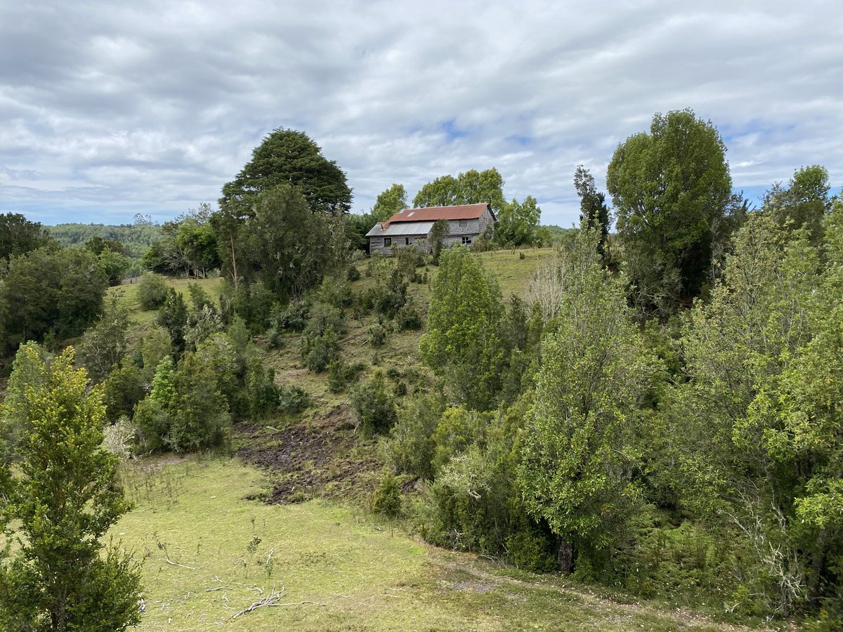isladechiloecl's tweet photo. #Chiloe 
¿Que hay de nuevo viejo? 🐰 https://t.co/jadh5j3BGN