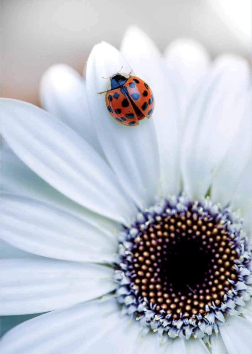 FlowergirlPaula's tweet photo. 🐞 https://t.co/RoljIJK1t9