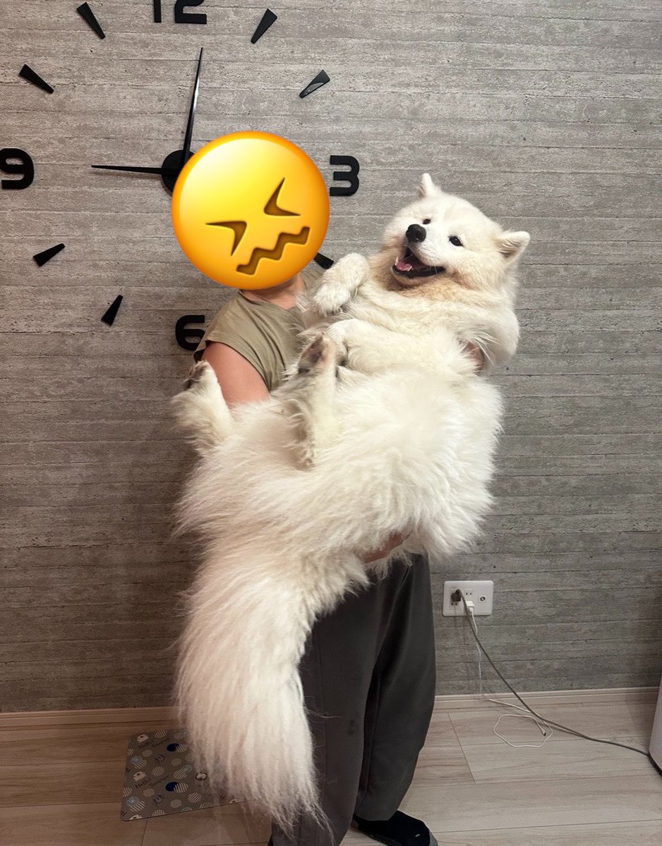 sadaharu__0905's tweet photo. 🐻‍❄️「抱っこされて、当然」 https://t.co/vnCmBJdBbz