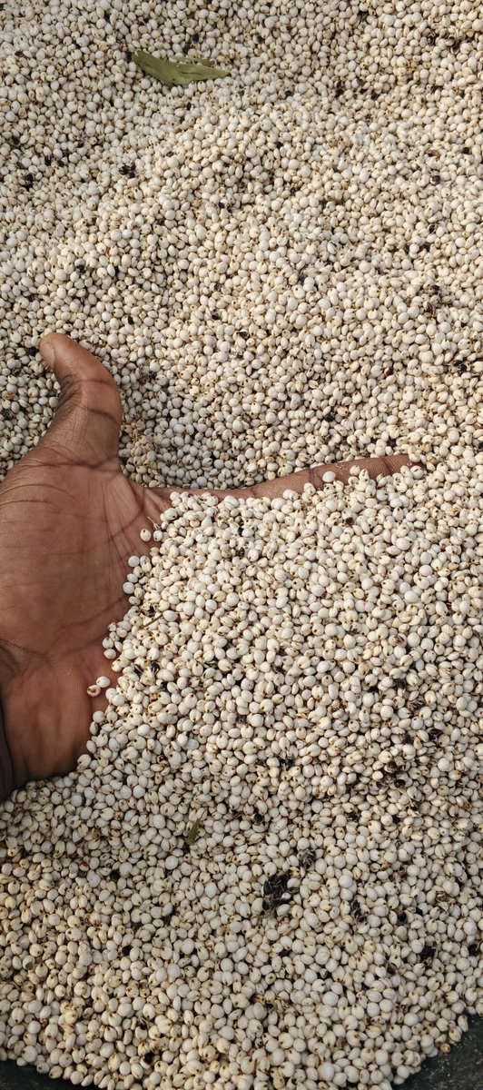 FarmwellOFCL's tweet photo. It would be great if this dwarf sorghum were also available in a red variety.

We planted it last year, it matured quickly and was ready for harvest in a short time. https://t.co/WqdtQzNpde