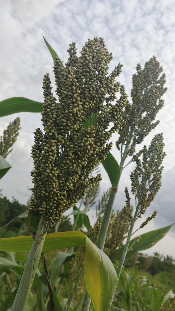 FarmwellOFCL's tweet photo. It would be great if this dwarf sorghum were also available in a red variety.

We planted it last year, it matured quickly and was ready for harvest in a short time. https://t.co/WqdtQzNpde