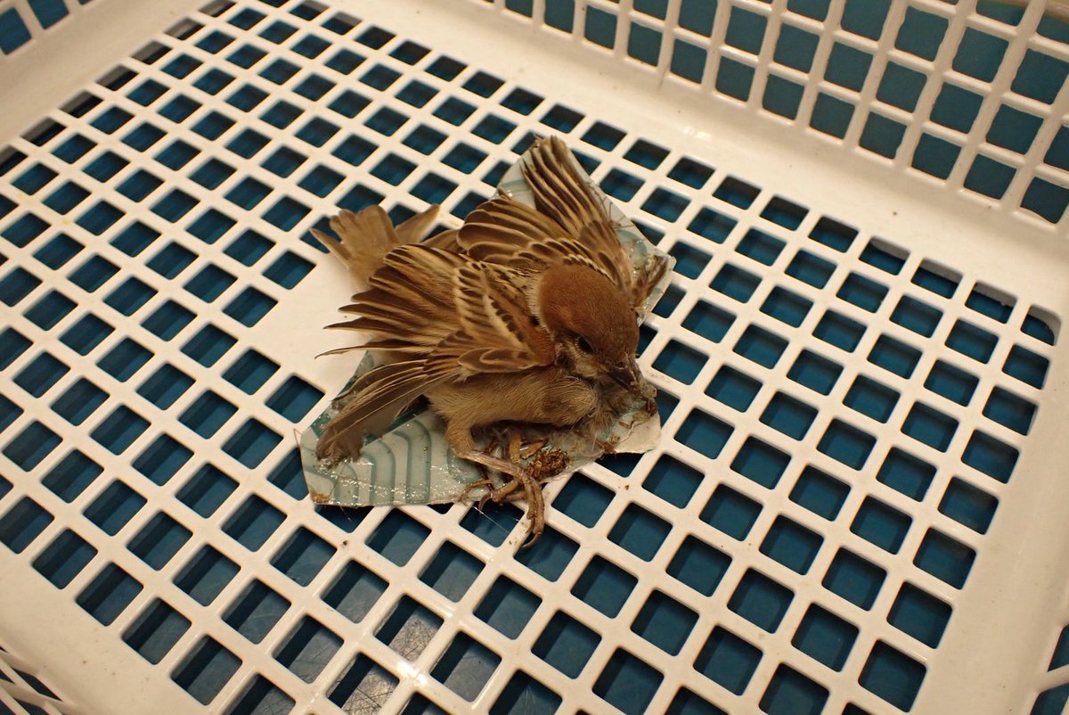 okinawawildlife's tweet photo. ゴキブリを駆除するための
強力な粘着シートに貼り付き、 動けなくなったスズメが私たちの施設へ運び込まれてきました。
今回は、粘着シートが付いたまま搬送されたため、 スタッフが慎重に剥がすことができ、羽を傷めたり抜けたりすることなく救護することができました。
その後は順調に回復し、無事に放鳥✨
もし野鳥が粘着シートに貼り付いているのを見つけたときは、 無理に剥がそうとしないでください🖐️
無理に引き剥がすと、羽や皮膚を傷つけてしまい、飛べなくなるおそれがあります😞

粘着シートが付いたまま、野生動物ドクターのいる動物病院へご連絡ください。
野生動物ドクターのいる
動物病院一覧はこちら👇 https://t.co/iQ8UD0m7pe
最初の対応が、その後の回復を大きく左右します。
#Wildlife
#OkinawaWildlife