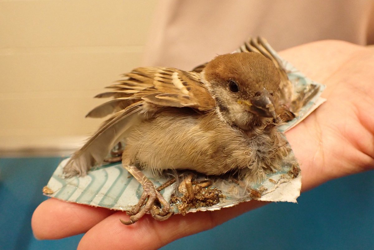 okinawawildlife's tweet photo. ゴキブリを駆除するための
強力な粘着シートに貼り付き、 動けなくなったスズメが私たちの施設へ運び込まれてきました。
今回は、粘着シートが付いたまま搬送されたため、 スタッフが慎重に剥がすことができ、羽を傷めたり抜けたりすることなく救護することができました。
その後は順調に回復し、無事に放鳥✨
もし野鳥が粘着シートに貼り付いているのを見つけたときは、 無理に剥がそうとしないでください🖐️
無理に引き剥がすと、羽や皮膚を傷つけてしまい、飛べなくなるおそれがあります😞

粘着シートが付いたまま、野生動物ドクターのいる動物病院へご連絡ください。
野生動物ドクターのいる
動物病院一覧はこちら👇 https://t.co/iQ8UD0m7pe
最初の対応が、その後の回復を大きく左右します。
#Wildlife
#OkinawaWildlife