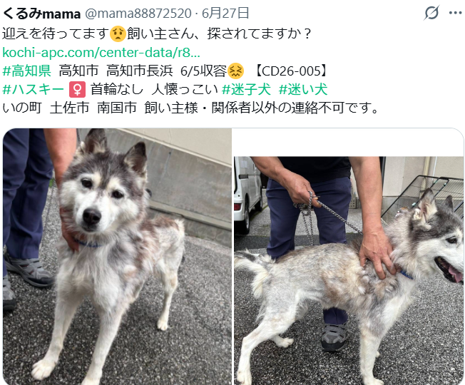 mama88872520's tweet photo. 残念ながら迎えなく #里親募集 になりました😔
https://t.co/qv1UkcvRjh
素敵なご縁💗祈ってます🙏  #高知県  里親募集中
高知市  #迷子犬  シベリアンハスキー ♀️ せつなちゃん【CD26-005】 https://t.co/UC8w0r7aSF