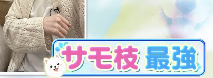 sylvania_chan's tweet photo. サモエダ公式化してアツい https://t.co/b7avErs7sK