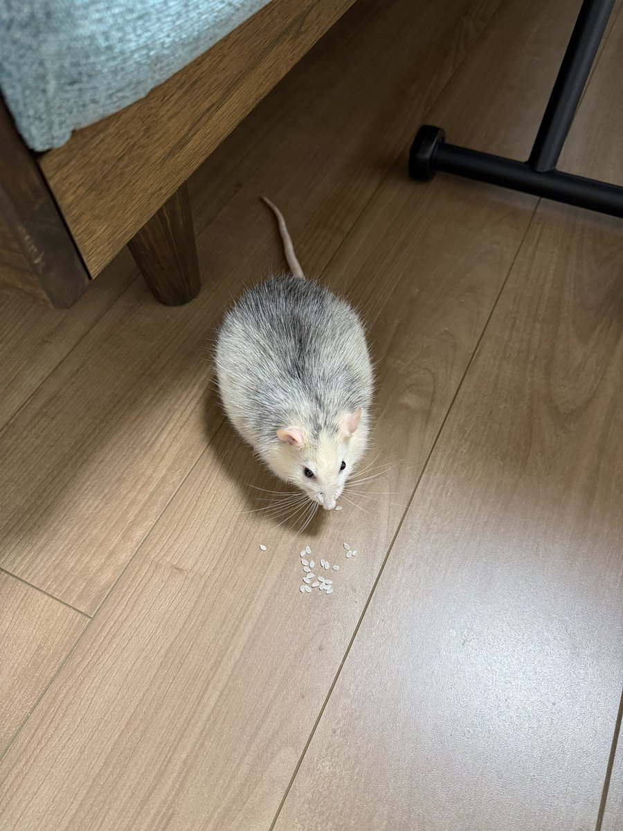 dobunogeboku's tweet photo. 飼い主は素麺食べてたのにｷﾞﾝﾁｬﾝもらえなかった、ｷﾞﾝﾁｬﾝには生米しかくれなかった… ぶつぶつ… https://t.co/vBxPpaax3d