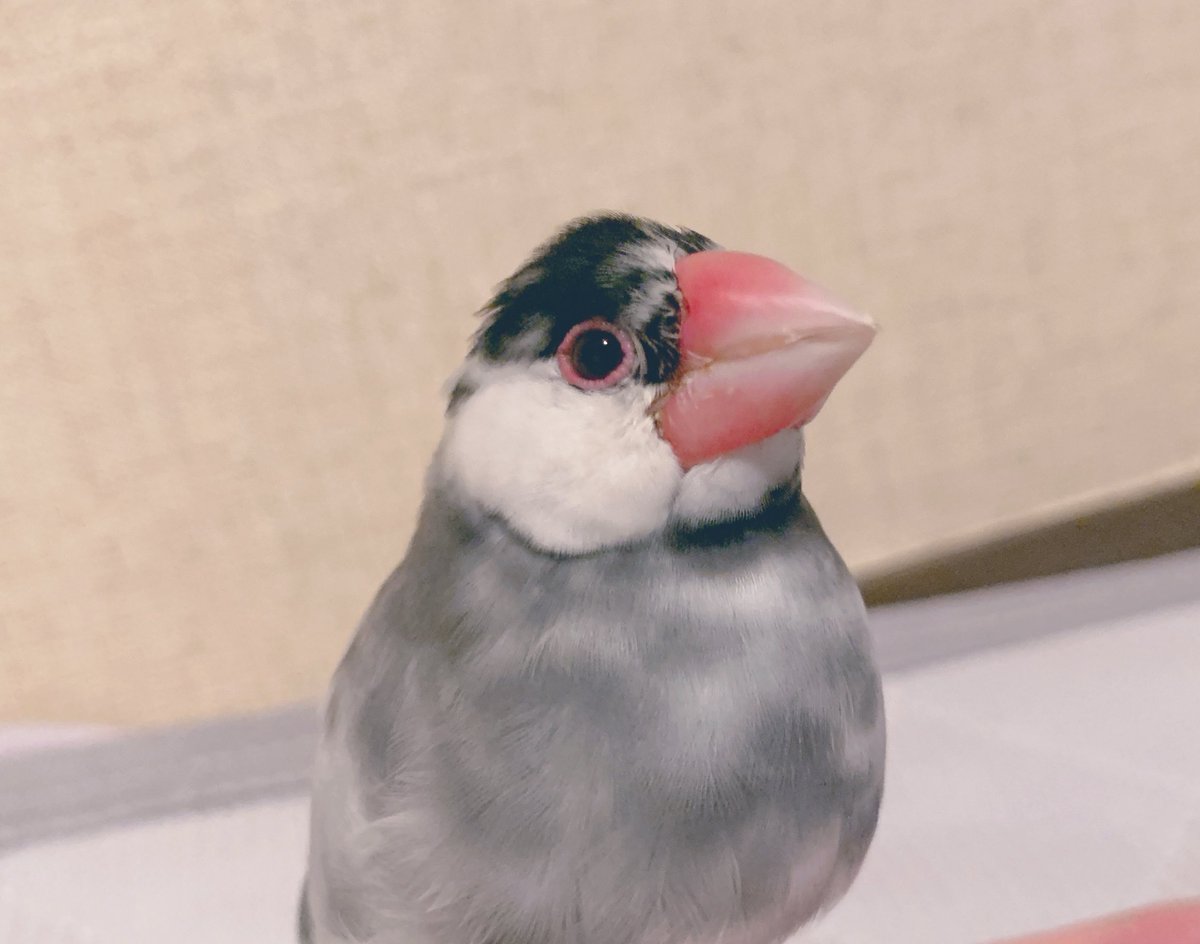 bkrtmaru111's tweet photo. 将来の出会いに備えてなまえ候補をいくつか考えてみたけど、やっぱり「まるちゃん」が一番かわいくて特別なお名前だな〜（ちなみに「まるちゃん」は本名ではない）
#まるちゃんの思い出 https://t.co/egIC930iEN