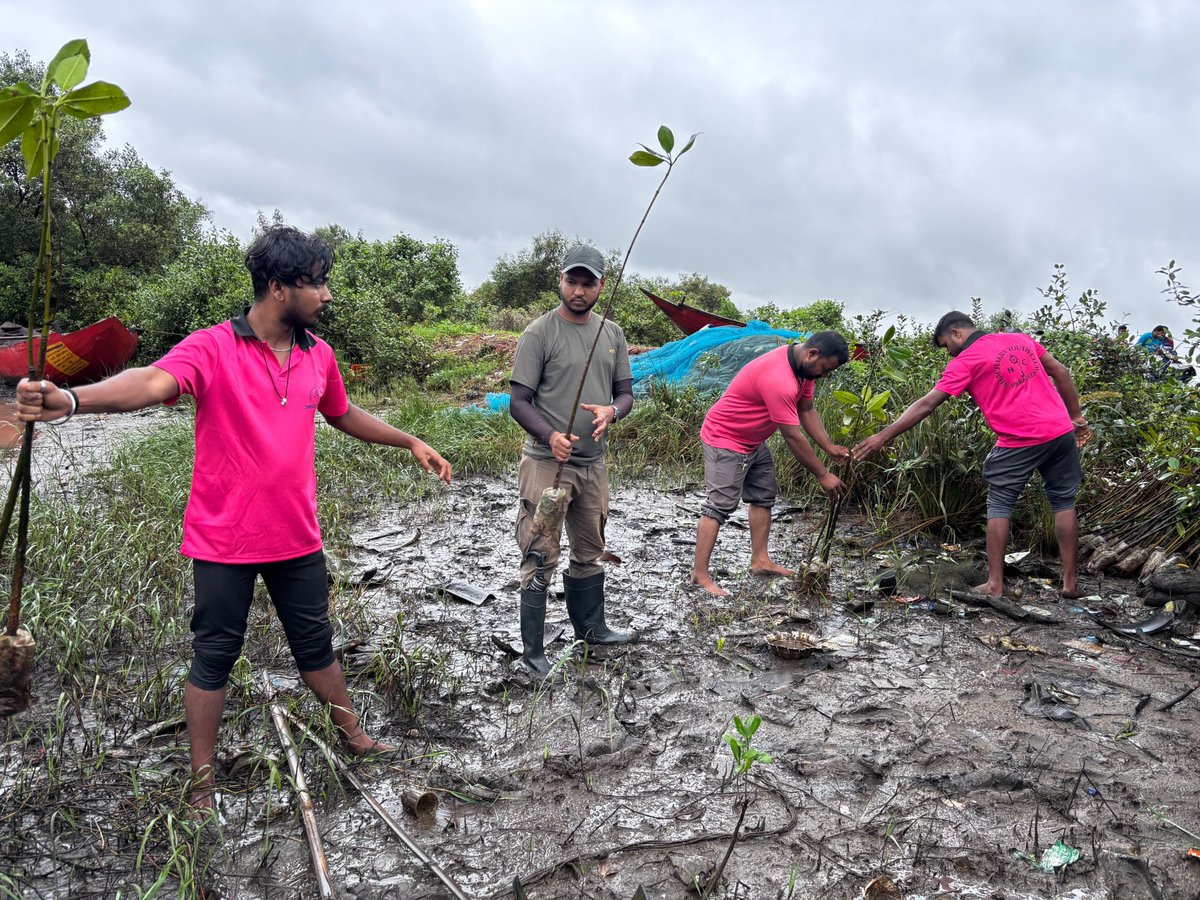 EarthAgain_IN's tweet photo. Sattvic Soul Foundation (Paradeep), Nilachakra Youth Trust, and Vivekananda Youth Club collaborated to restore and plant mangroves along the Paradip coastline. Because protecting our oceans starts at the shore. 🌎
#mangroves #paradip #coastline #earthagain #coastal #environment https://t.co/KtG5O9nZqd