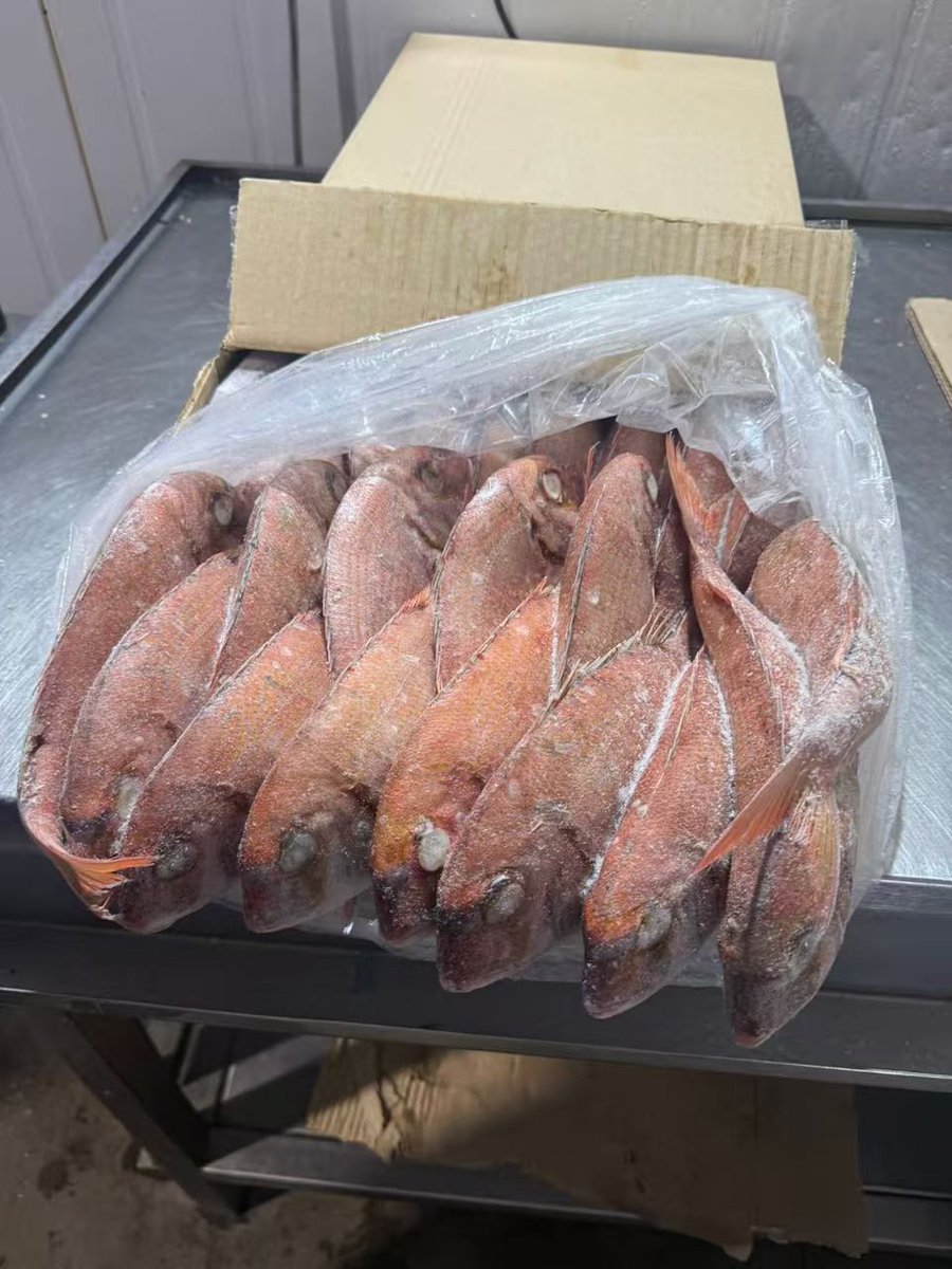 MrCloudsguy's tweet photo. FRESH STOCK ALERT 🚨🐟
​Premium Argentine Red Fish (10kg cartons) has landed! Sizes available:
​🔹 200/400
🔹 400/600
🔹 600/800
🔹 800+
​Stock up your inventory with the best quality

​📲 Send a DM or call 0244585817 for wholesale pricing and delivery details.
​#FrozenSeafood https://t.co/q9u4x8BXeS