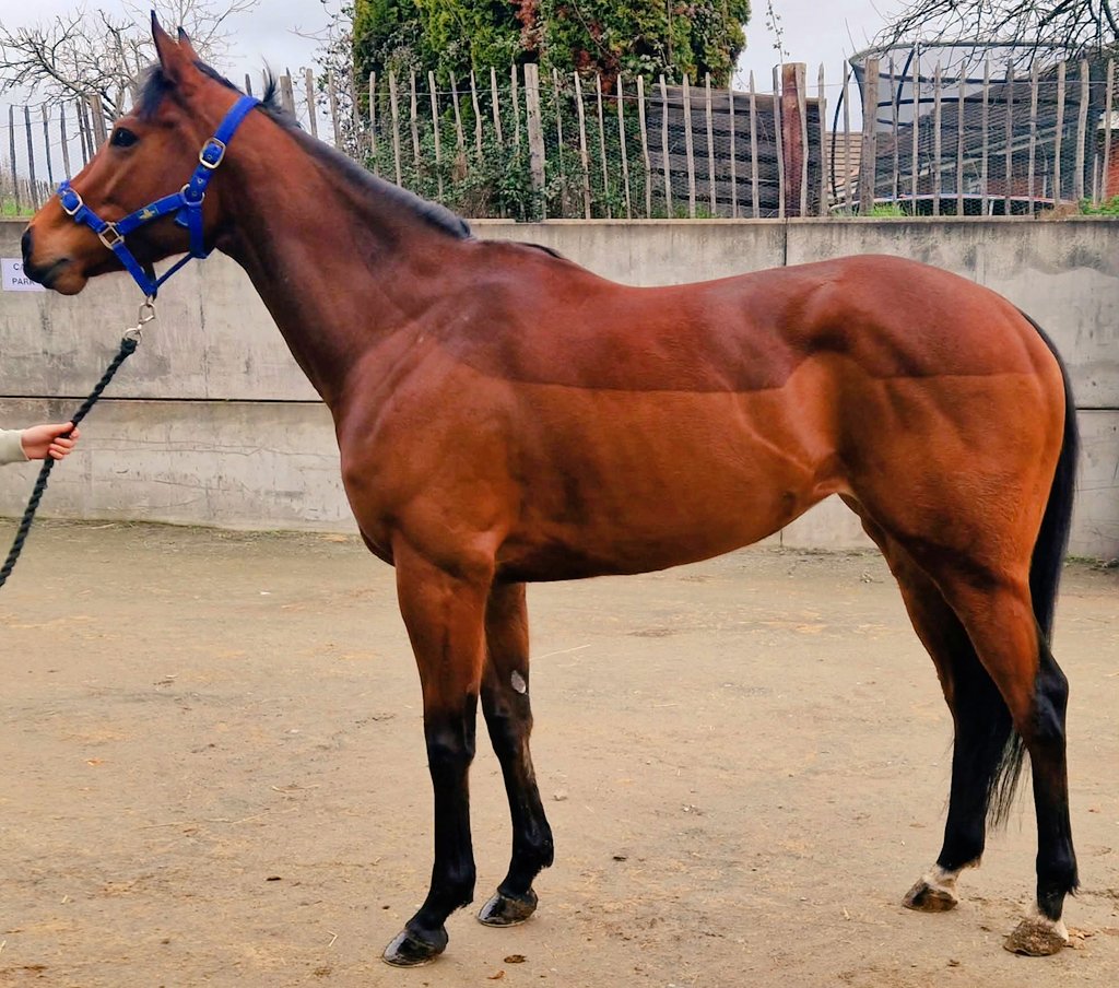 RoyaleRacing1's tweet photo. Exciting opportunity to get involved with back to back champion all weather trainer @AWCarrollracing . Sibyl Charm winner of 4 races and placed 23 times, top 20 finish in Arc horse of the year 2 years ago. Ready to get go again for the ARC bonus in 26/27. Get in touch for details https://t.co/J4ZgxRlKft