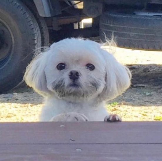 NFNhuahua's tweet photo. 콩깍지씌여서대충이렇게보임 https://t.co/6bod1JGPIj