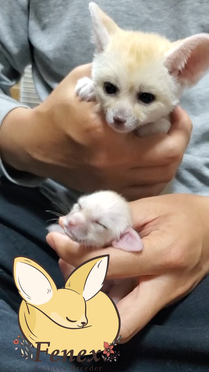 fenex_osaka's tweet photo. 生後１６日、生後３６日のフェネックの赤ちゃん🦊
二人とも女の子🦊
出来ればこの姿も可愛いと感じてもらえる人に迎えてもらいたいです🦊 https://t.co/noGwKOgoBl