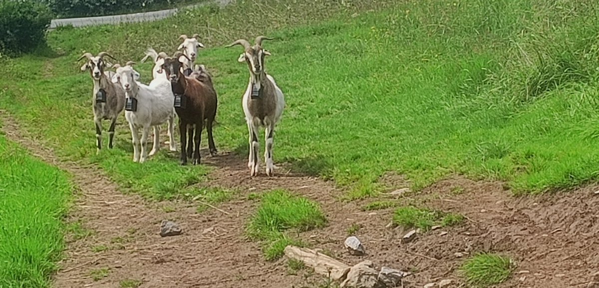AnnRayOfSun's tweet photo. Back to nature after several weeks without a proper walk bc of illness. Here's the welcoming committee🌞. I cried for joy https://t.co/3PBHejKV2v