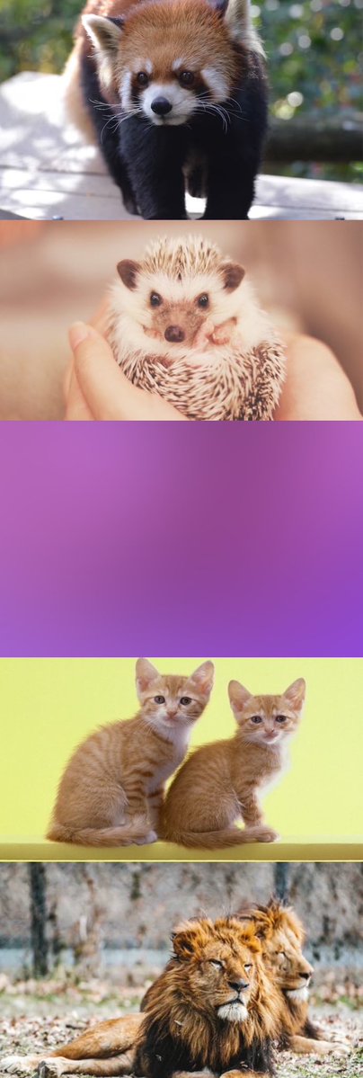 姉埼うさぎ🐰🩷 tweet media