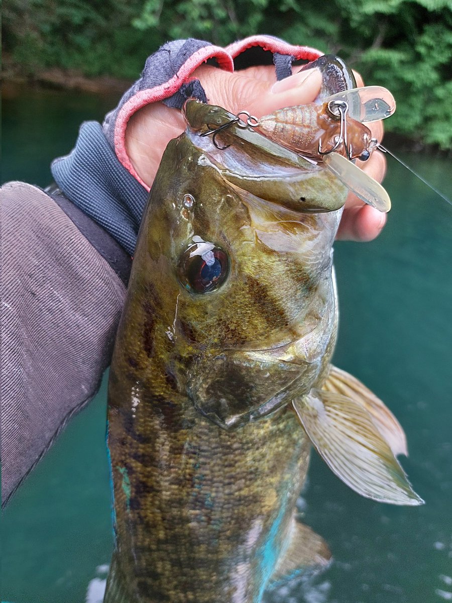 SHINGOSHAD's tweet photo. 7月の桧原湖ガイド～
梅雨開け間近で曇るとハードルアーで1日遊べます。
水位は満水より-80㎝。
水温20℃前後。
水質所に依り薄濁り。
※ゲスト様募集中です(^-^
因みに今日はガイドプラで浮いてスクリュー、シャッド、セミでの反応をみてました。

#桧原湖釣り
#シンゴガイドサービス https://t.co/wrcaMAU7Ww