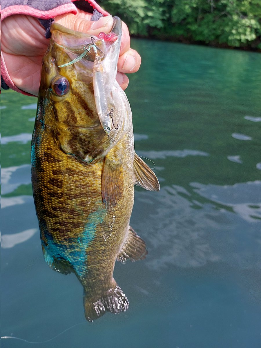 SHINGOSHAD's tweet photo. 7月の桧原湖ガイド～
梅雨開け間近で曇るとハードルアーで1日遊べます。
水位は満水より-80㎝。
水温20℃前後。
水質所に依り薄濁り。
※ゲスト様募集中です(^-^
因みに今日はガイドプラで浮いてスクリュー、シャッド、セミでの反応をみてました。

#桧原湖釣り
#シンゴガイドサービス https://t.co/wrcaMAU7Ww