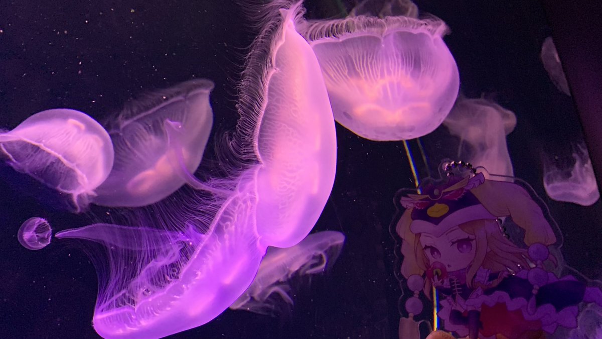 lckyfg's tweet photo. 理論のライブも行ってたし
触発されて水族館にもよく行ってた https://t.co/zwsEoE7nXQ