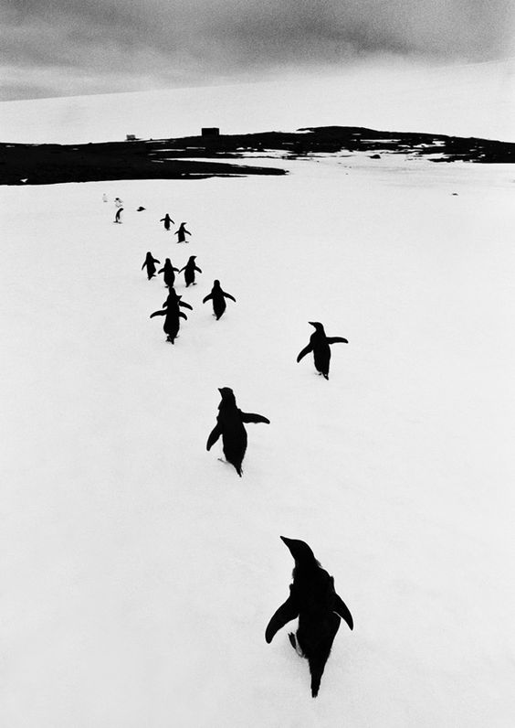 eyeonaxis's tweet photo. Penguins running away from tourists, Antarctic Peninsula, Argentina, 1969, by Thomas Hoepker https://t.co/uf1oJjwUnk
