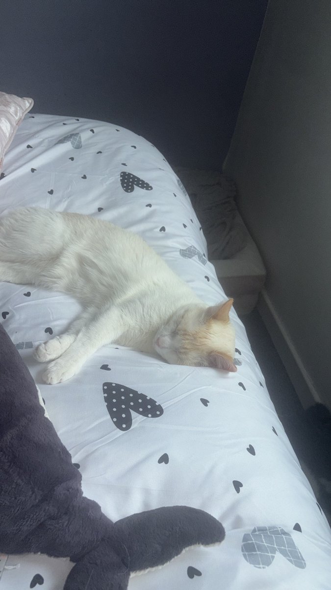 H2RScotland's tweet photo. Zira is a beautiful 2.5  year old female cat. She is available and looking for a new home.
Zira is very friendly meeting new people and visitors. She has also lived with a dog and a tortoise before.
She would suit a nice quiet home with no children as she is not use to kids.
Zira is chipped and spayed.
She is also healthy with no known medical issues.
She does have access to the outdoors and is registered with the vets.
Zira uses a litter tray in the house.
She likes treats such as dreamies and enjoys the 'Seriously' good food brands. She will use a scratch post and currently has 2 large cat trees.
Zira will enjoy sitting next to her owner getting a pet. She has a cat carrier. She will travel in the car but can be vocal.
For more information or to offer the lovely Zira a new home please email info@help2rehome.com
Sorry we are unable to reply to enquires via this page.