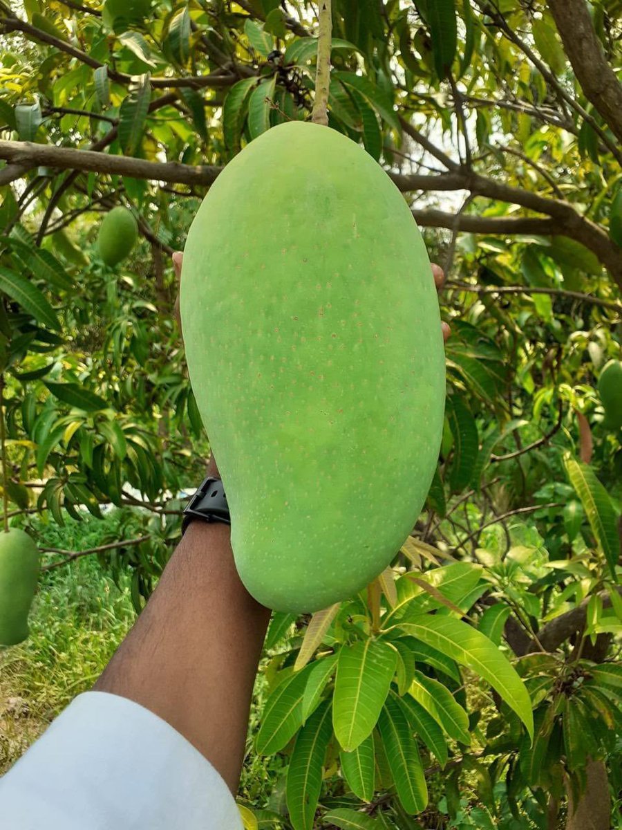 आकाशवाणी समाचार tweet media