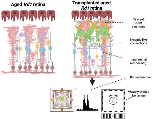 STEM CELLS Journal (@StemCellsJournl) / Posts / X