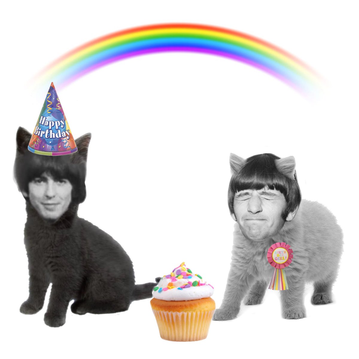 Daily George cat tweet media
