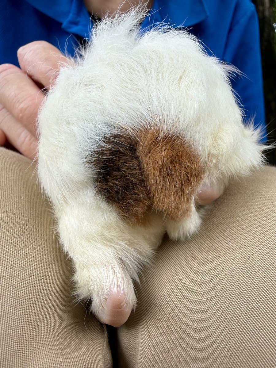 seibutuen_info's tweet photo. 【速報】
#ゆのみ がとんでもない #モルケツ であることが判明
#足立区生物園 #モルモット https://t.co/d2VyFnx9IO