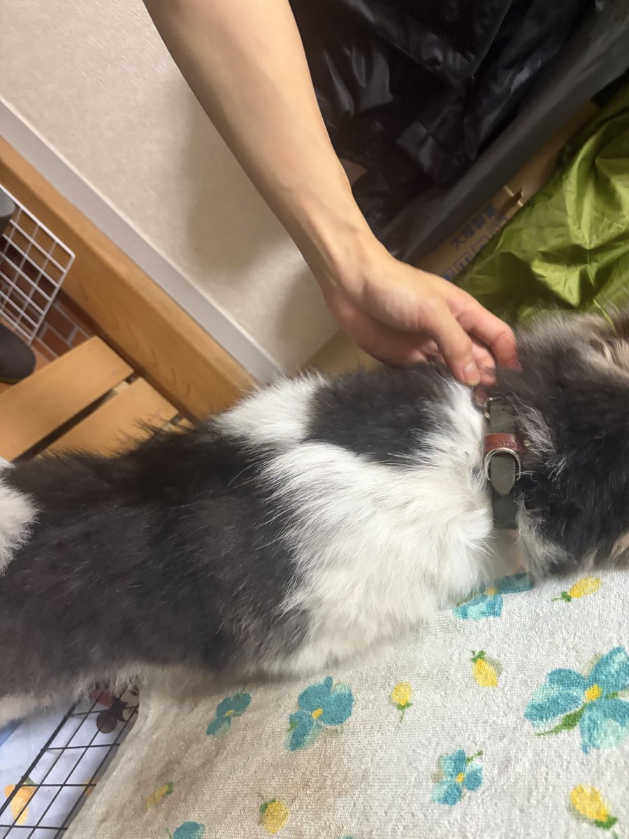 rurucyoko's tweet photo. #迷い犬
7月7日午後7時過ぎ仙台市泉区長命ケ丘4丁目付近やまやの方から住宅街を歩いてるところを保護しました。とても人懐こく深緑の首輪をしています。
長命ケ丘の交番に届けに行こうと思います。ご家族が見つかりますように！ https://t.co/FtJfmUZYpQ