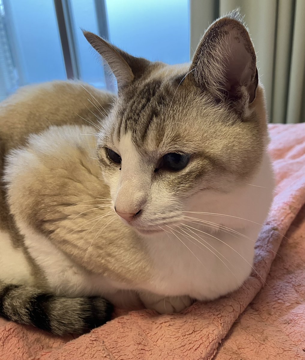 hitori3567's tweet photo. 月曜日の早朝、猫が息を引き取りました。猫が天に行けるかどうか、聖書には書いていないので分かりません。
どうか猫が天に召され、自分も一刻も早く天に召され、天で再開できますように。 https://t.co/8moD4NnMmZ
