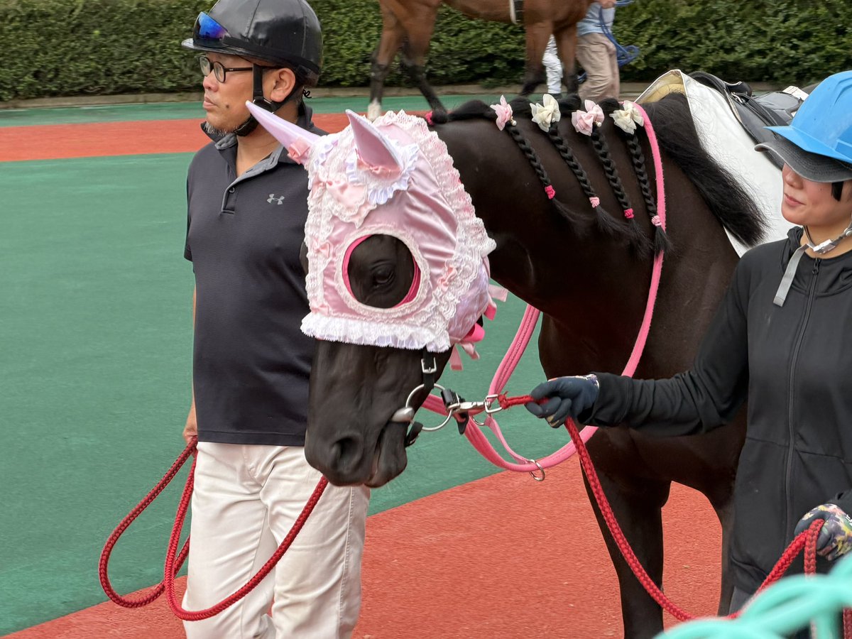 pinknahong's tweet photo. いつもオシャレで可愛すぎるパウリノちゃん🐴💗
パドックでもたくさんの人が可愛いって言ってるのが聴こえてくるよー☺️ https://t.co/q2XyWEyshi
